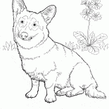 Welsh Corgi