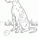 Chien tacheté