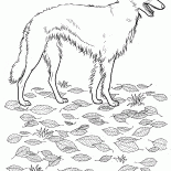 Russie-Barzoï