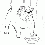 Bulldog français