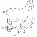 Chèvre sur la Prairie