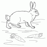 Lapin sur la prairie