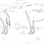 Cheval sur la prairie