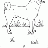 Chien sur la prairie