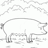 Cochon à la ferme