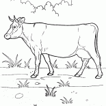 Vache sur un pied