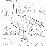 Goose sur la rive