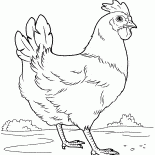 Poule sur la prairie