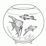Les poissons daquarium