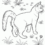 Cat dans le jardin