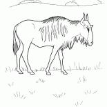 Gnou