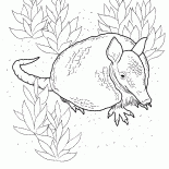 Armadillo