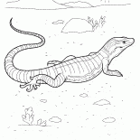 Varan sur la chasse