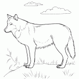 Predator sur la chasse