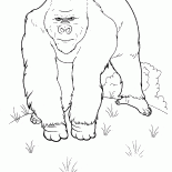 Un grand singe