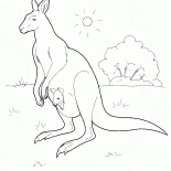 Kangourou en Australie