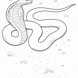 Cobra en action
