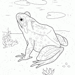 Grenouille dans le lac