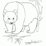 Panda dans la jungle
