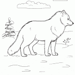 le renard arctique