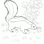 Skunk chercher de la nourriture