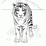 Tiger dans le désert
