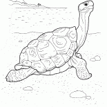 Tortue sur le front de mer