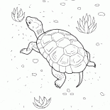 Tortue sur la plage