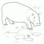 Hippo va dans le corps de leau