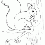 Squirrel tenant un écrou