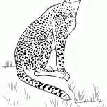 Cheetah sur la chasse