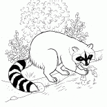 Raccoon trouvé la nourriture