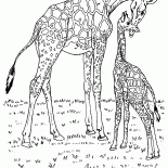 Girafes en Afrique
