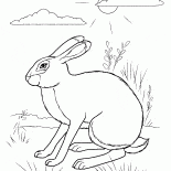 Lapin cachette