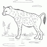Hyène sur la chasse