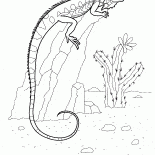 Iguane sur un rocher