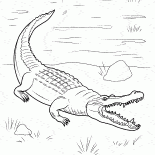 Crocodile est venu sur terre