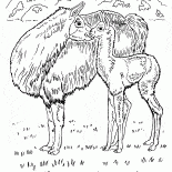 Llamas dans le désert