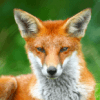 Animaux