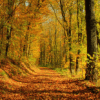 Saisons Automne