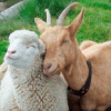 Moutons et chèvres