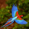 Oiseaux