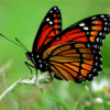 Papillons