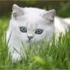 Chats