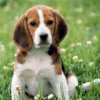 Chiens