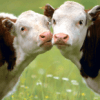 Animaux domestiques