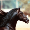 Chevaux