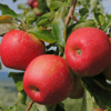 Feuilles et fruits