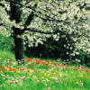 Saisons Printemps